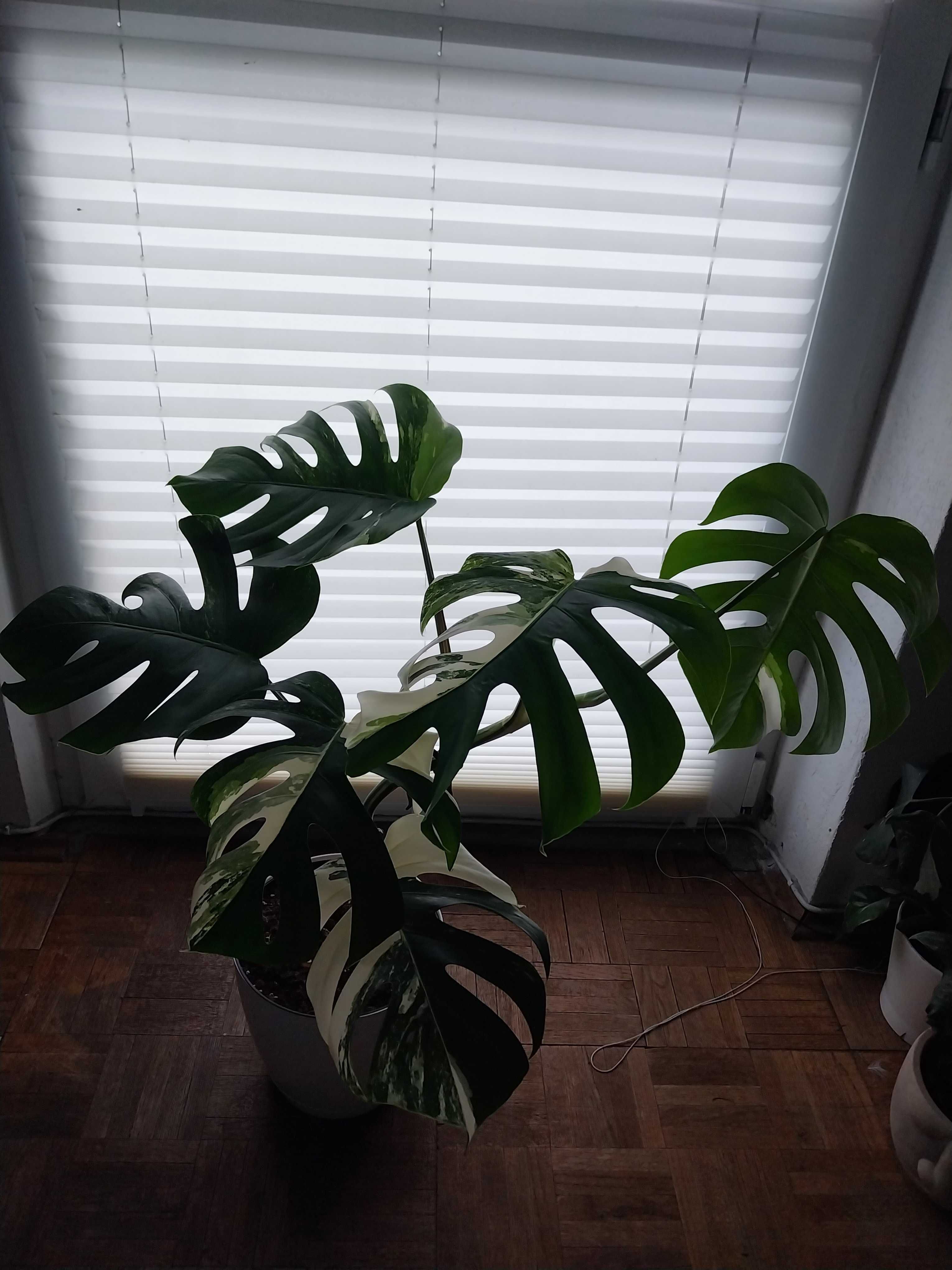 Monstera variegata deliciosa dziurawa 11 liści