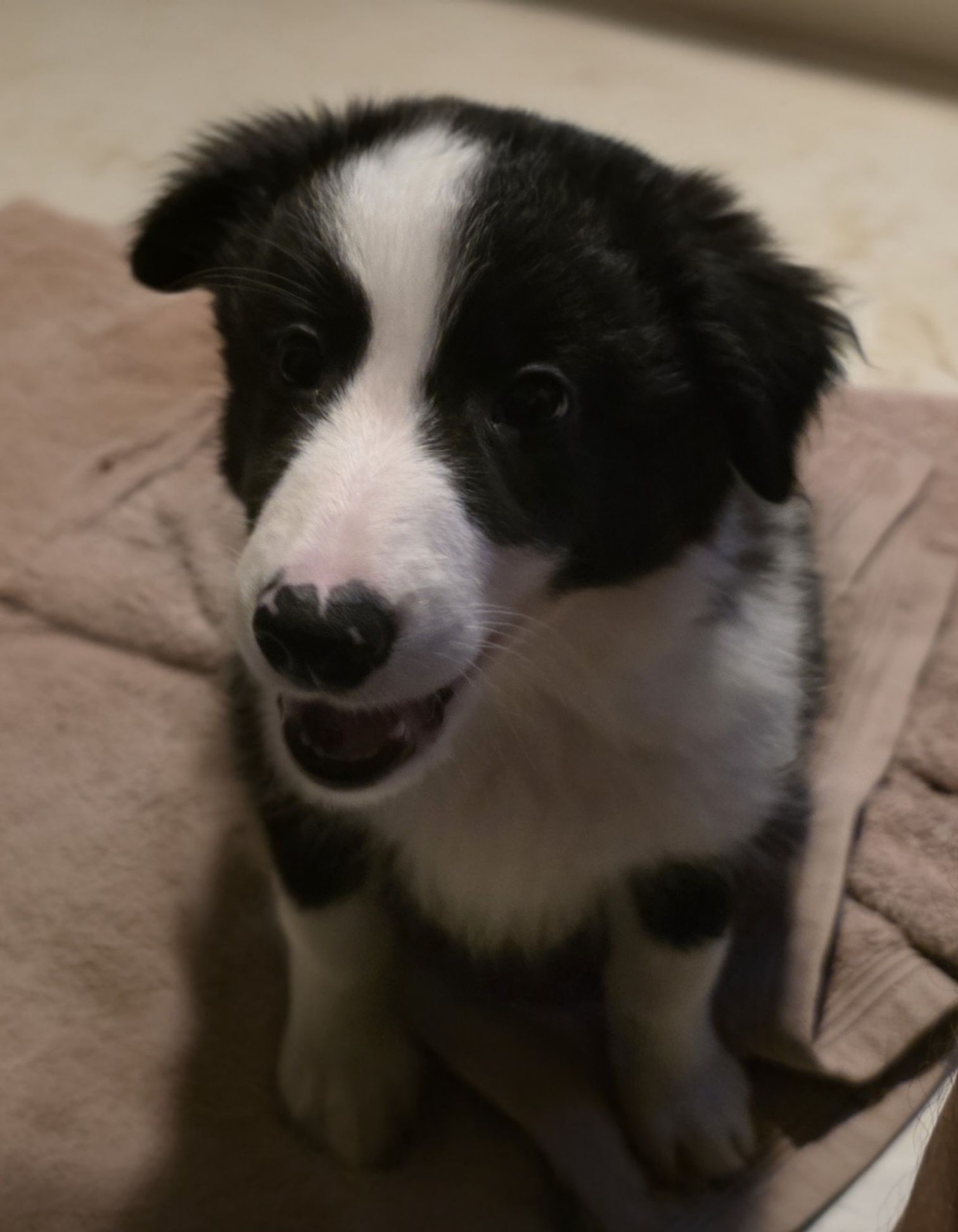 Sunia Border Collie