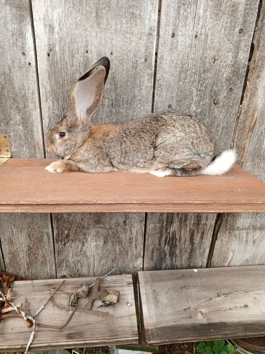 Sprzedam Samca Belga