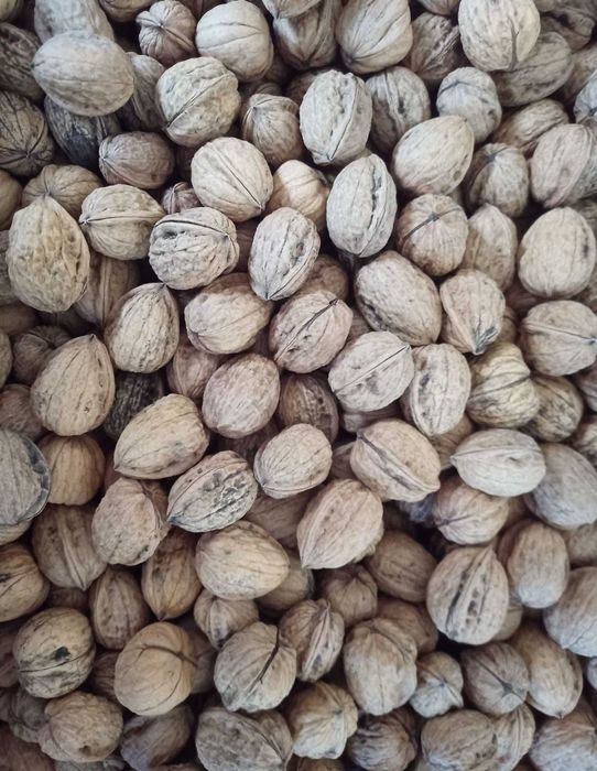 Vendo nozes de trás dos montes caseiras