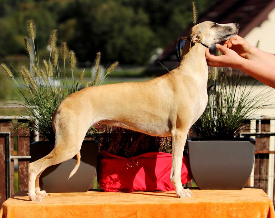 Whippet Chart Angielski, ZKwP/FCI, cudna sunia SATI