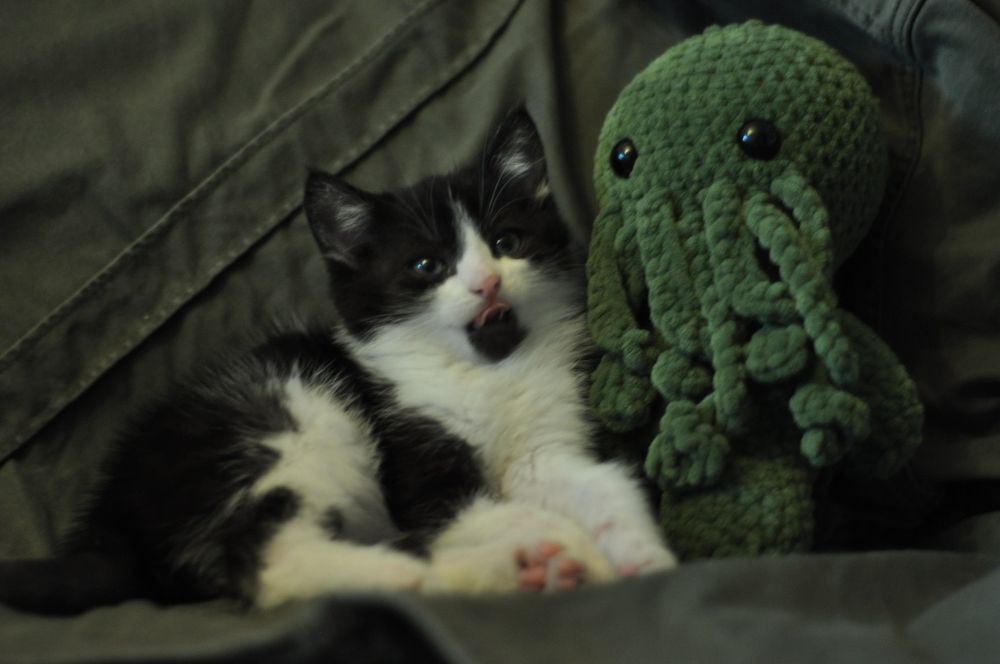 Ptyś szuka domu - kot do adopcji