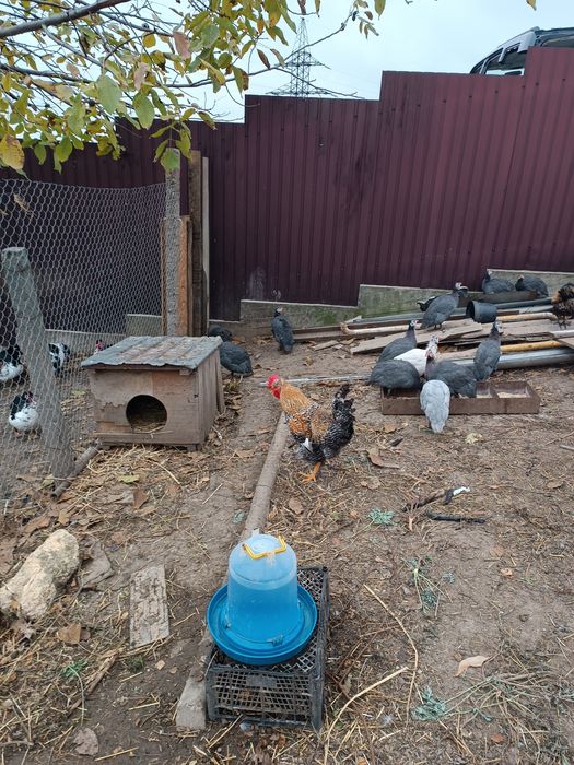 Продам породних півнів