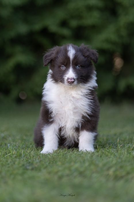 Chłopiec nr 1 Border Collie brązowo-biały /genetyka/RTG/wyprawka