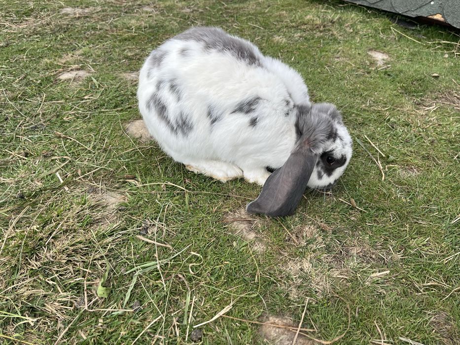 Króliki baran francuski