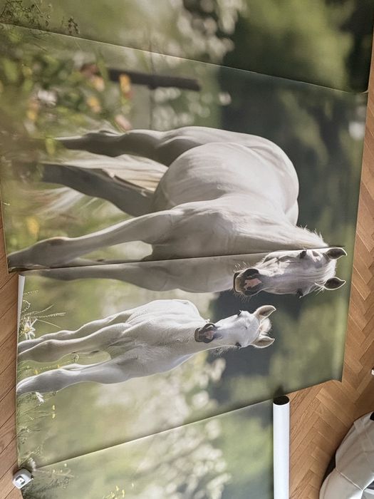 tapeta konie długa duża gruba 170x405cm winylowa fizelinowa
