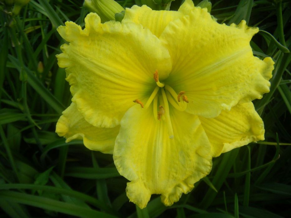 Лілійники сортові