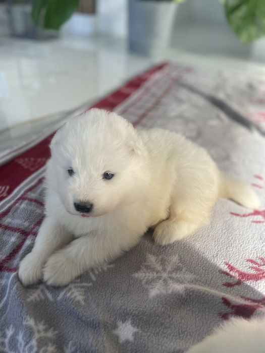 Samojed Suczka Samoyed