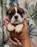 Bulldog inglês Femea  c/ Lop