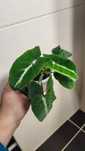 Zestaw syngonium rezerwacja