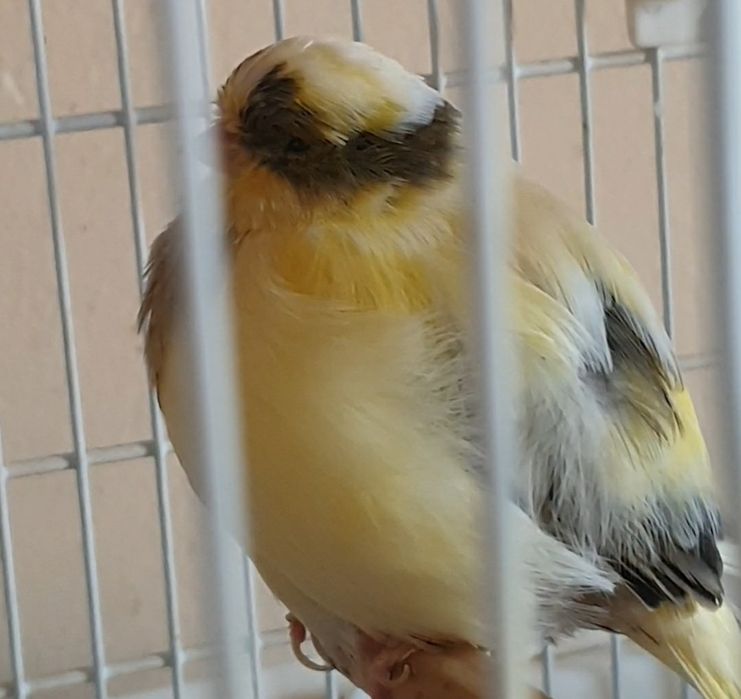 Fêmea Reprodutora Gloster 2024