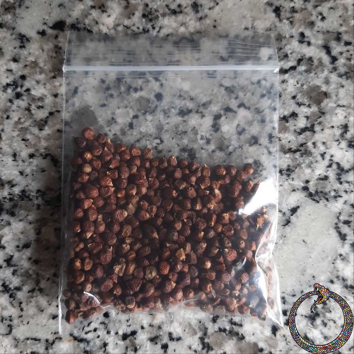 Pimenta da costa – grãos, Ataré, Aframomum melegueta  (10 g)