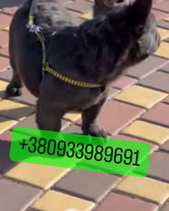 4 мес пушистый французик голубой Флаффи