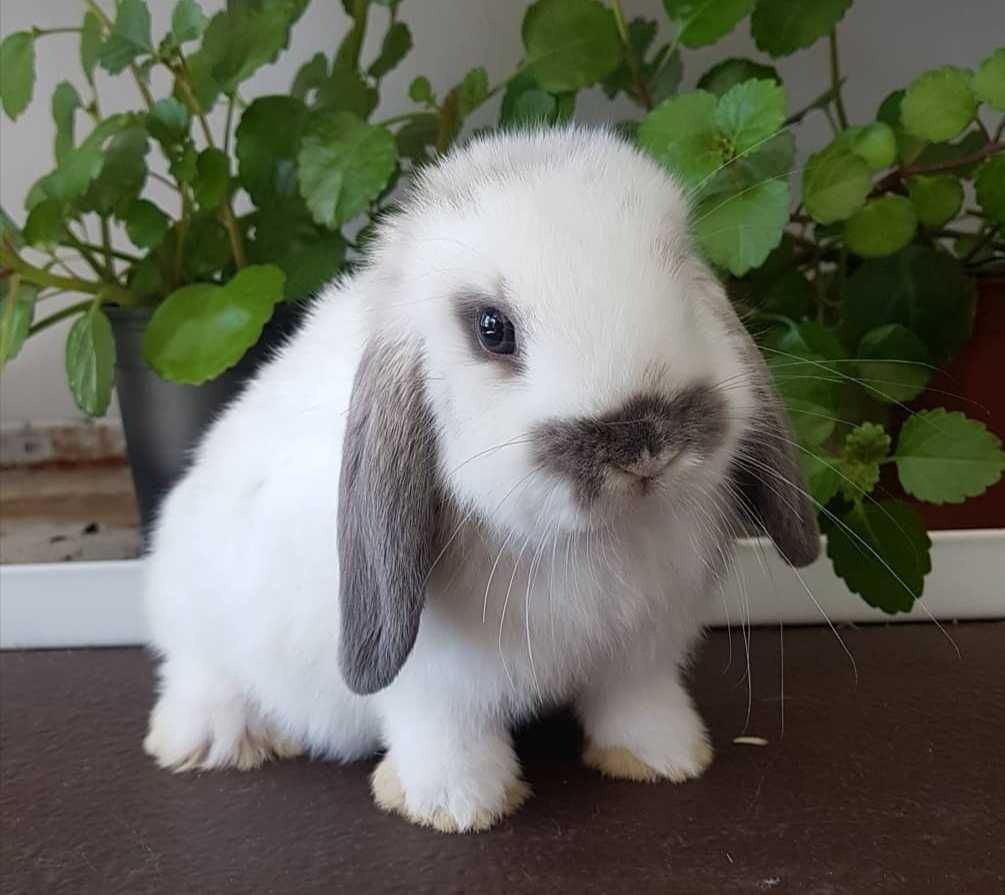 KIT Coelhos anões orelhudos, mini lop adoráveis e super inteligentes