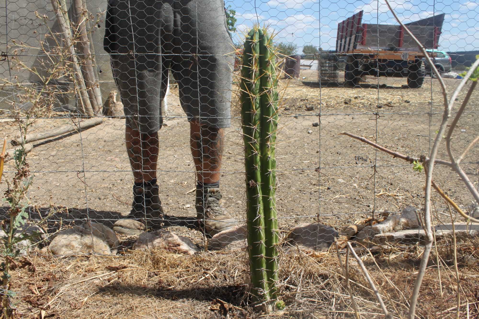 Cactos S. PEDRO..