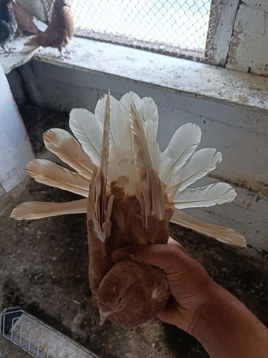 ODDAM gołębie szaryki orliki