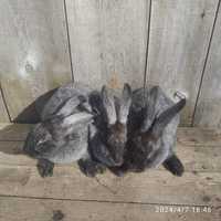 Кролики полтавське срібло