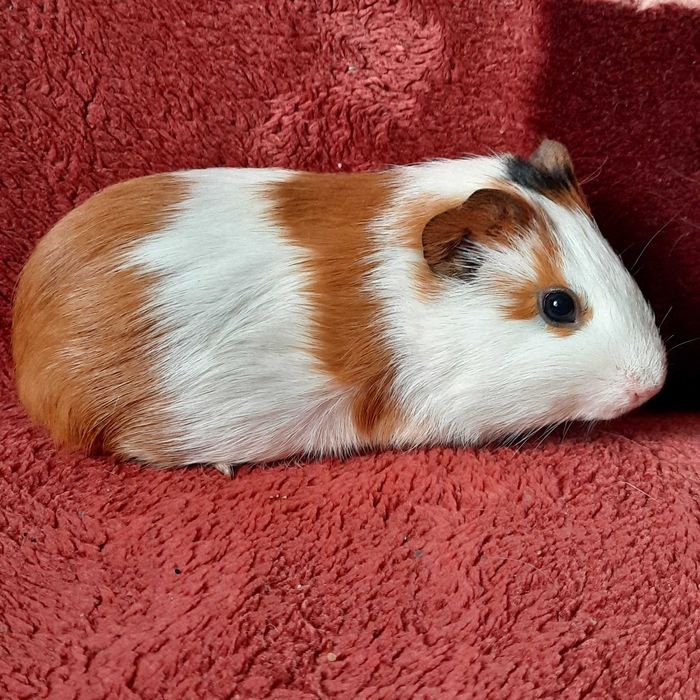 Małe świnki morskie