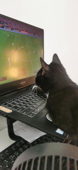 Ropuszka - mała grzeczna kotka do adopcji! Ur. 05-2025