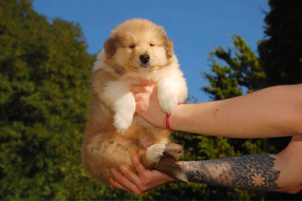 Щенки колли