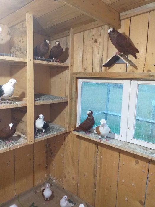 Łysek południowoniemiecki . Łyska