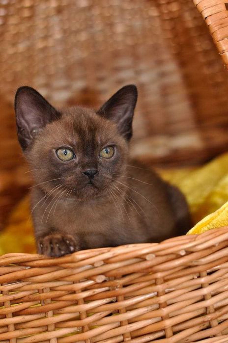 Питомник Бурманских кошек