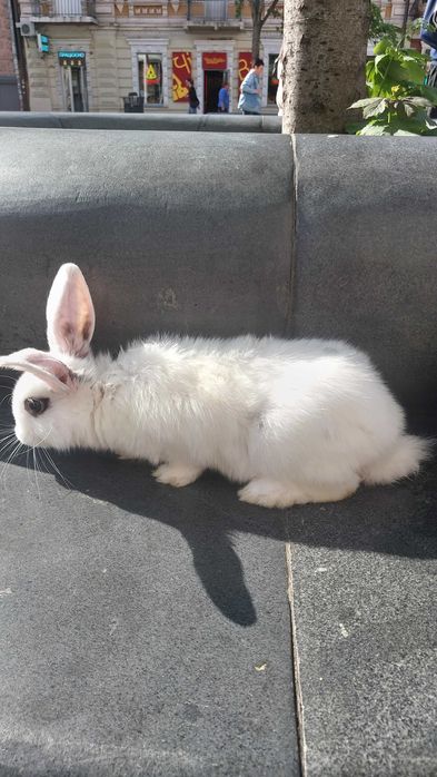 Декоративні кролики