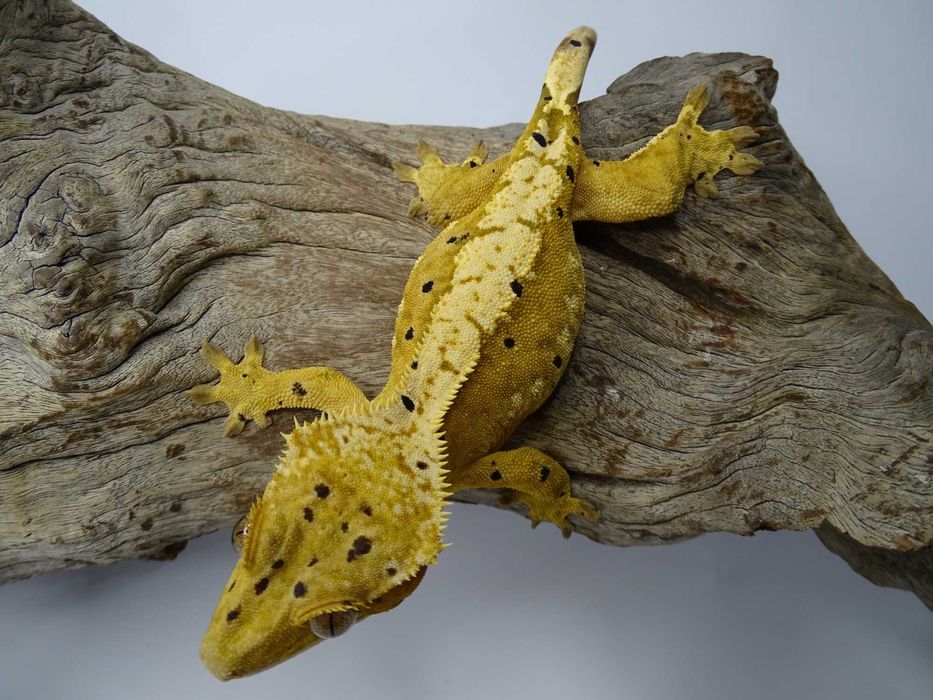 Gekon Orzęsiony samica Dalmatian
