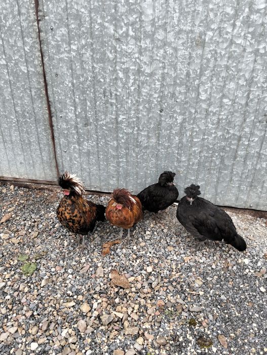 Kurki czubatki ozdobne