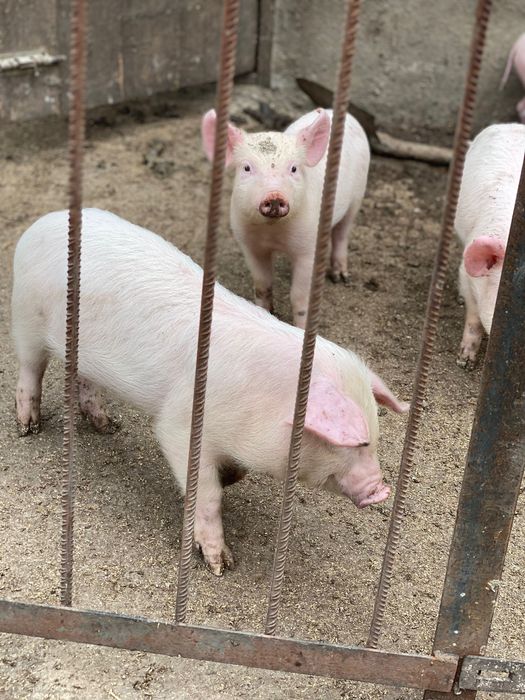 Продам поросят , вік - 2 місяці