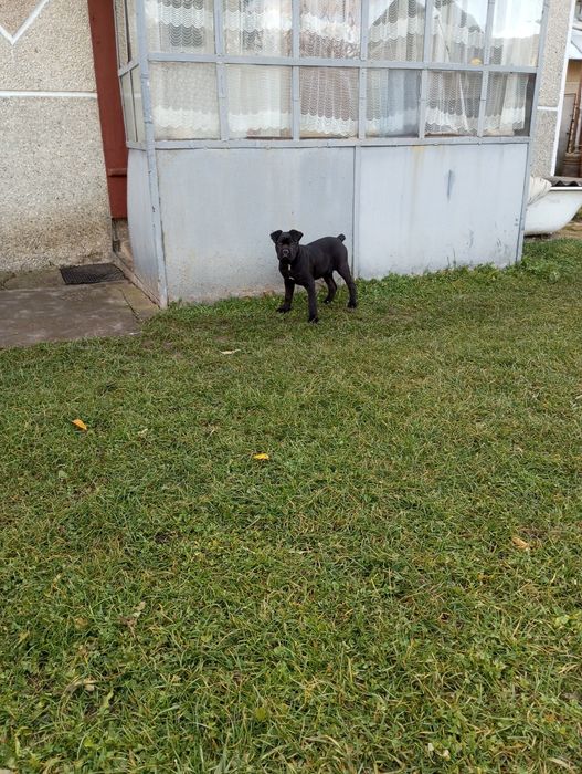 Цуценята Кане-Корсо