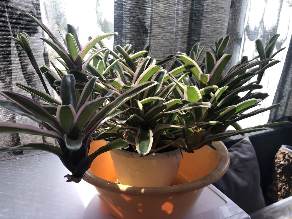 Bromelia planta com um rebento