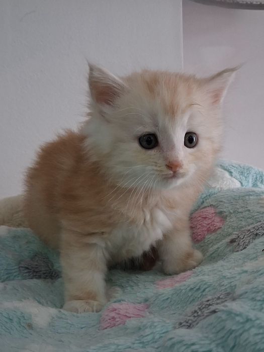 Gatinho Bosques da Noruega  com lop