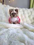 DROBNIUTKA sunia, kruszyna Mistik ( Mystique) Yorkshire terrier