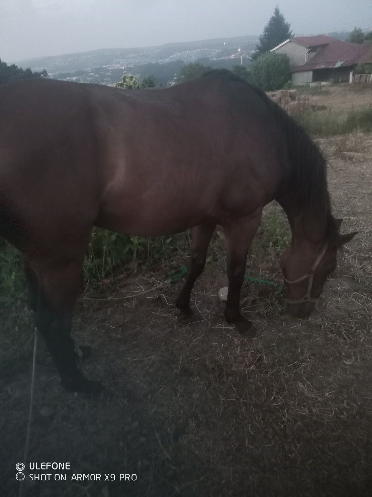 Cavalo cruzado castrado