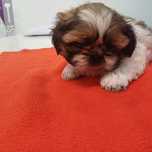 Shih Tzu tricolor