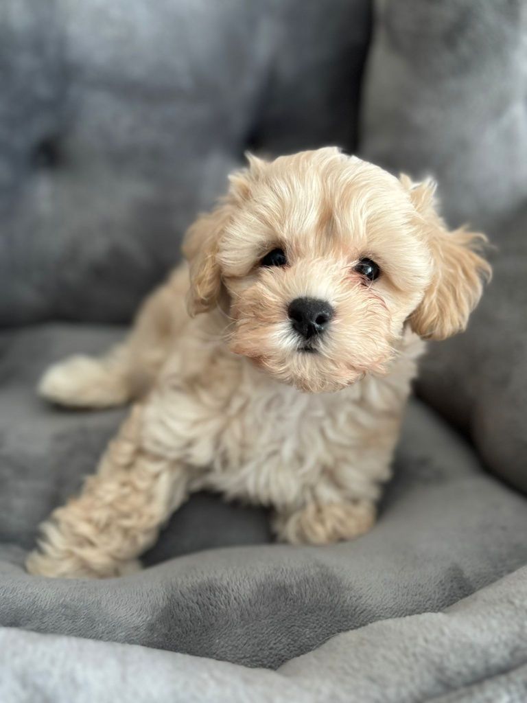 Maltipoo / chłopczyk