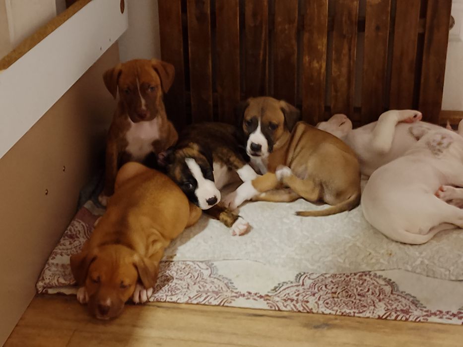 American Staffordshire Terrier