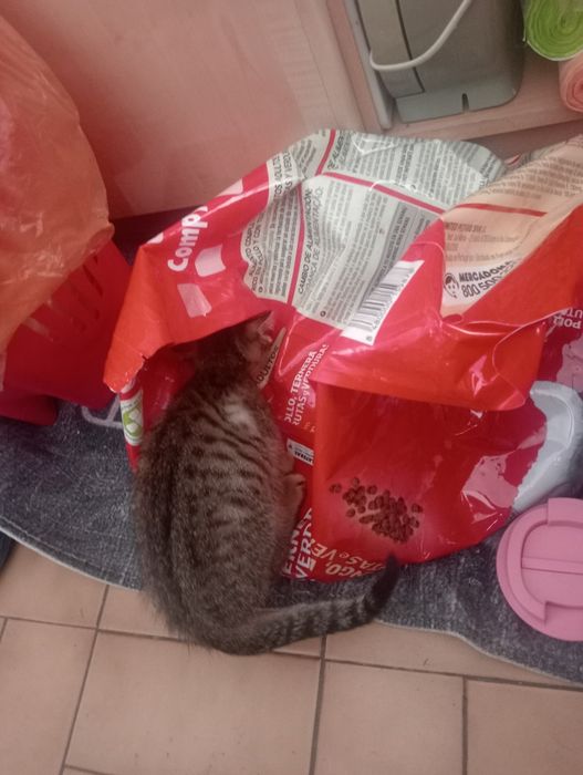 Gatinhos para doar