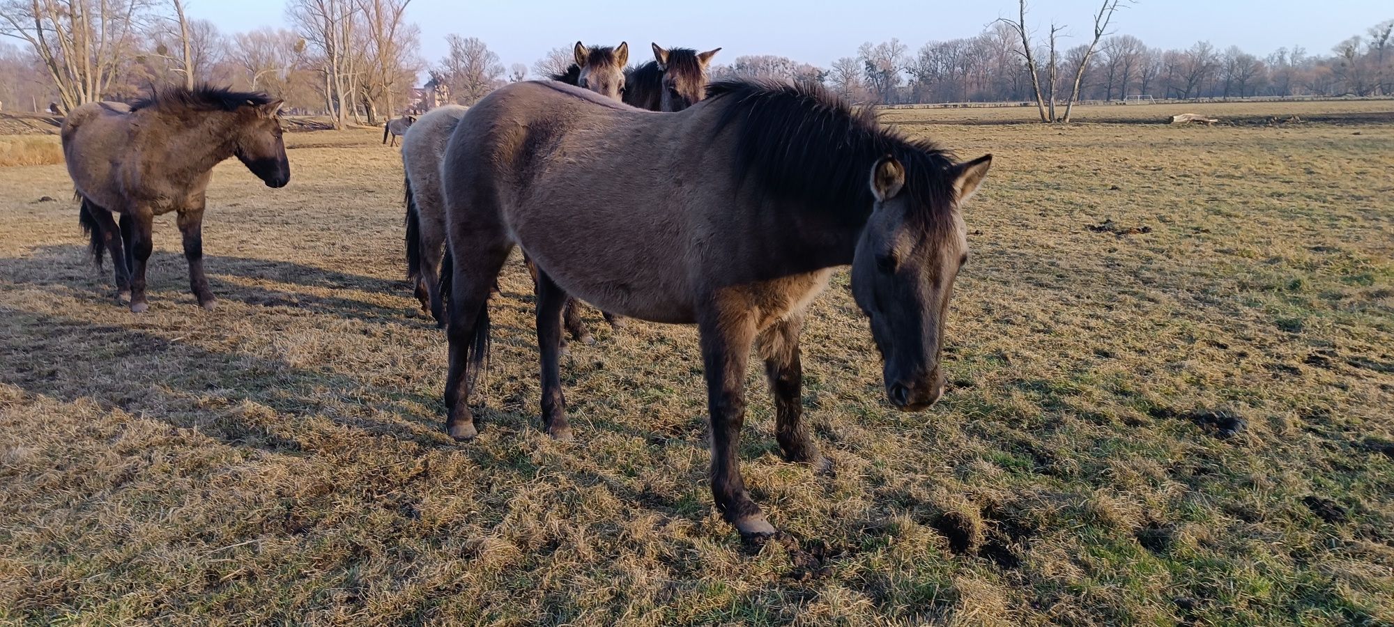 Konik polski, klacz ,źrebaki