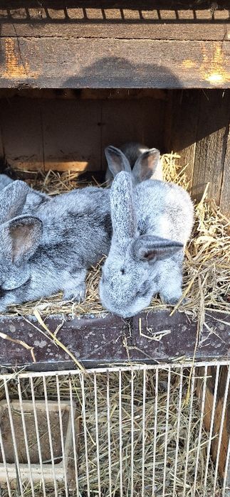 Sprzedam króliki jasnosrebrzyste wjs