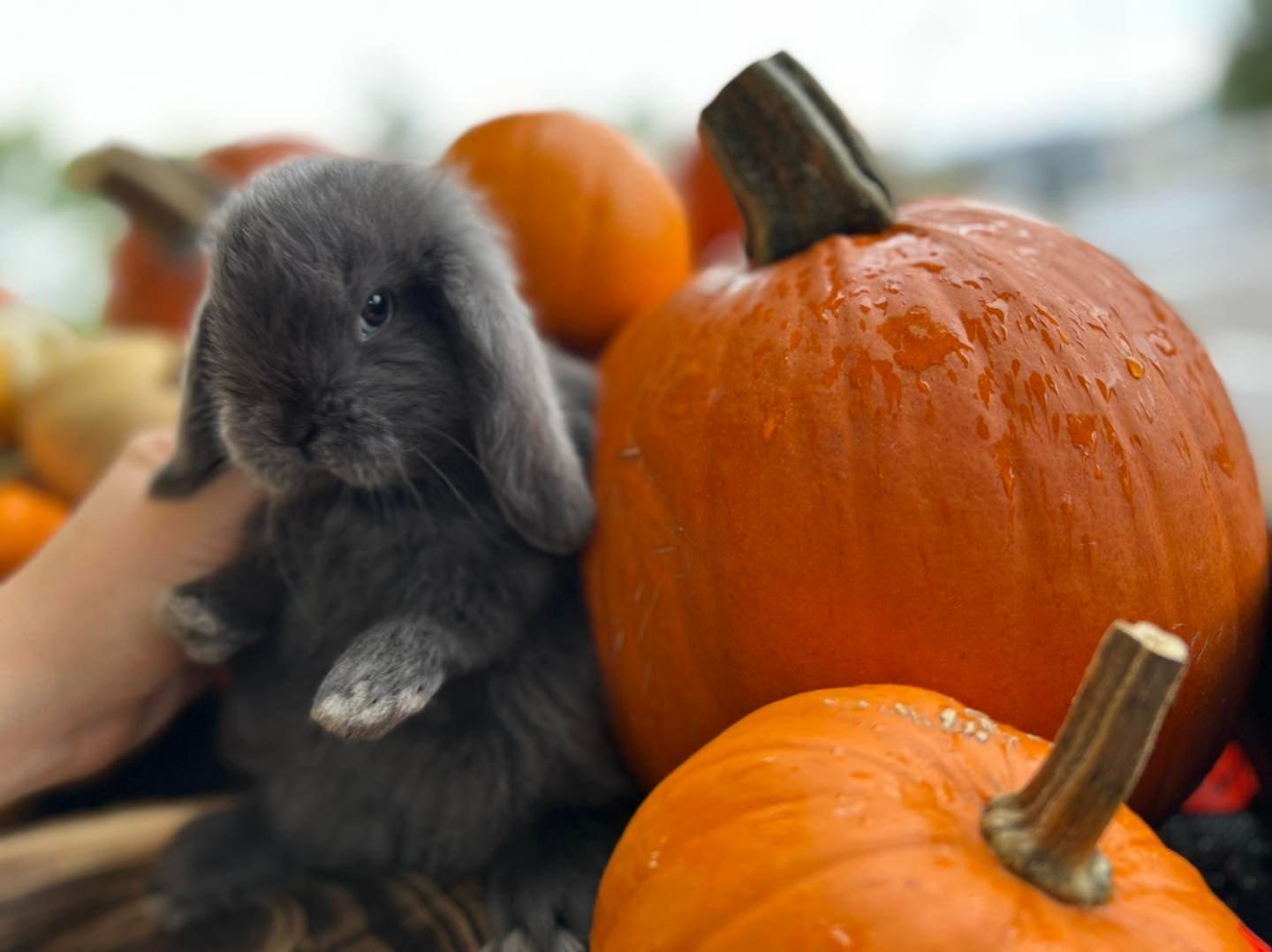 Karzełek teddy mini lop królik miniaturowy baran królik angora