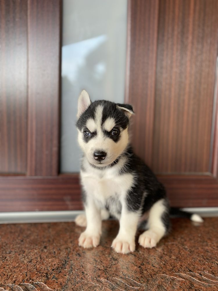 Husky Syberyjski