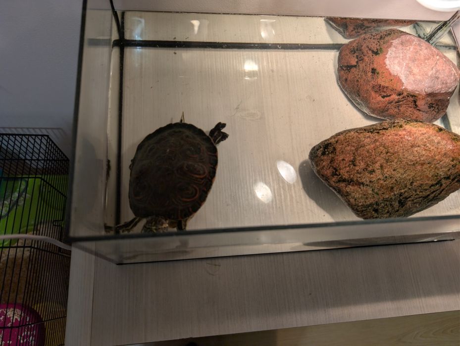 Żółw wodno lądowy