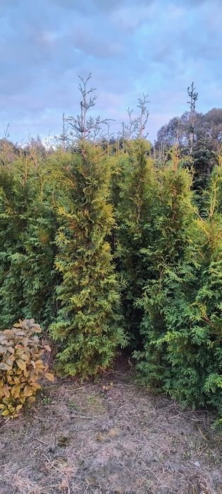 Tuja thuja Brabant 180cm-200cm kopane