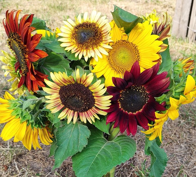 Słonecznik ozdobny nasiona, faktura