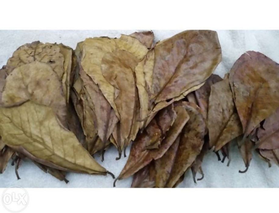 Folha de catappa/amendoeira