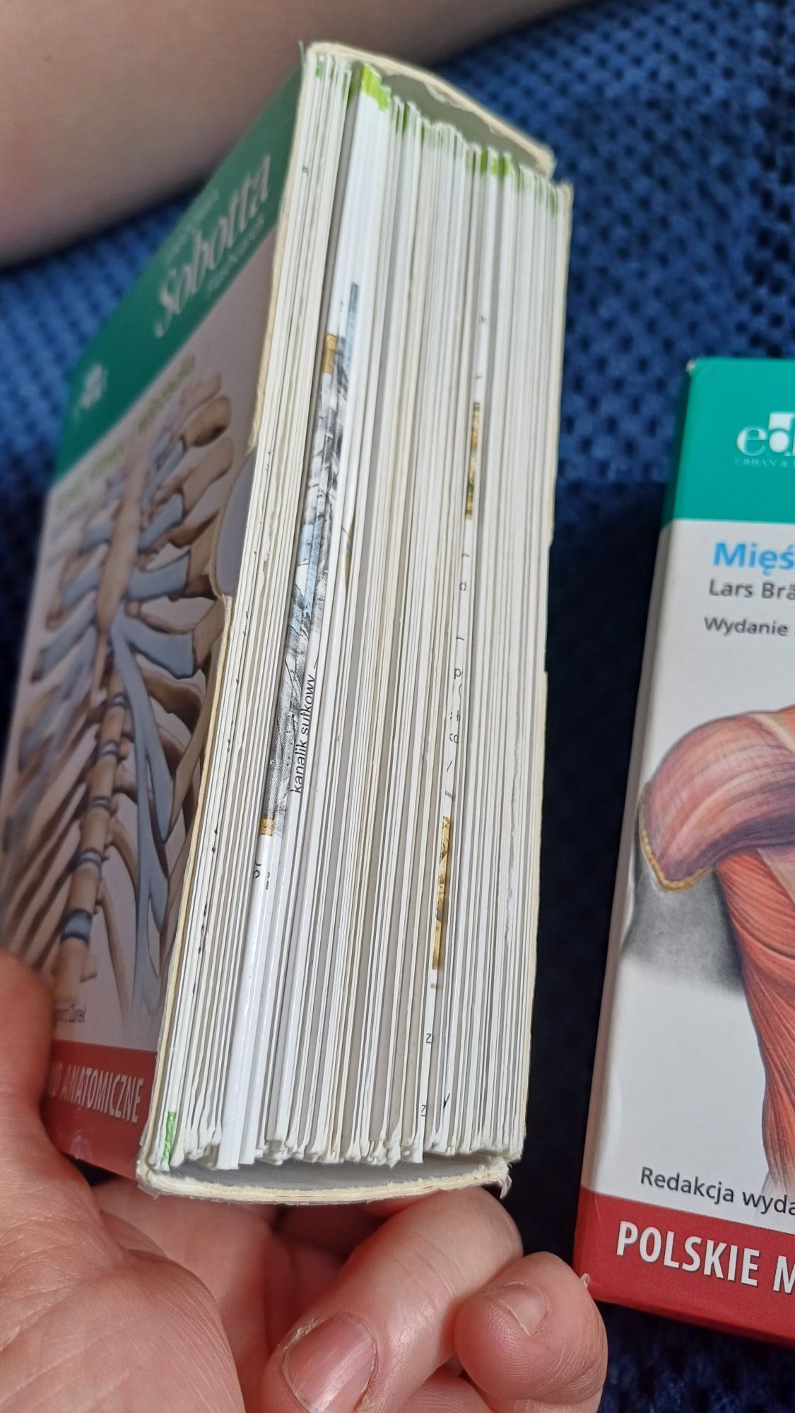Sobotta fiszki histologia kości mięśnie