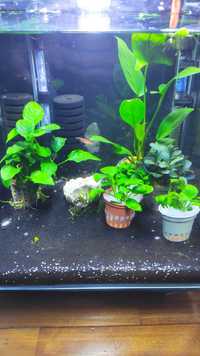 Anubias em vaso (plantas aquário)