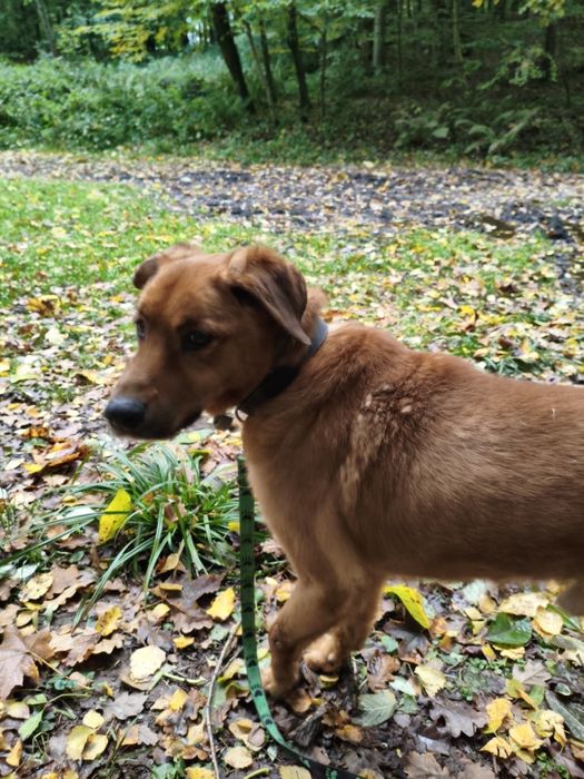 Wyjątkowy Pies o wspaniałym charakterze - Bekon